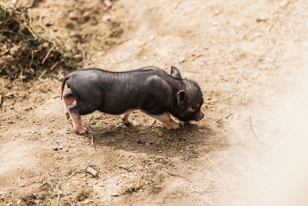 piglet of a vietnamese pig