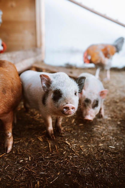 Photo piglets looking into camera