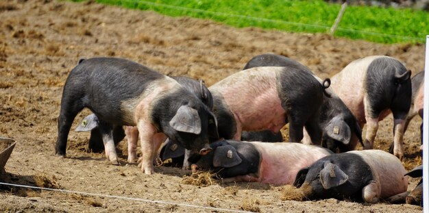 写真 晴れ の 日 に 畑 に いる 豚 の 子 たち