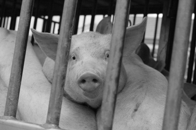 pigs by metal railing at farm