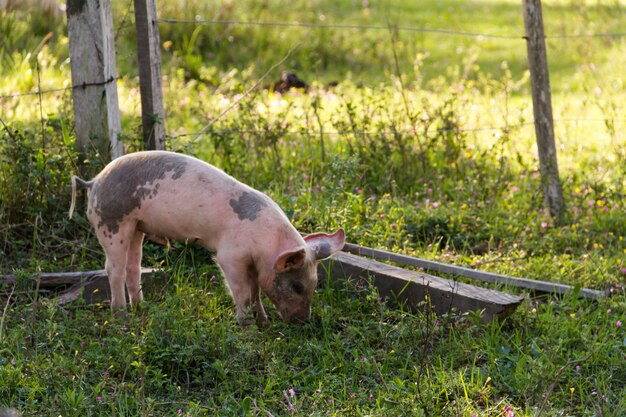 pigs on the farm