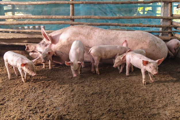 Pigs on a farm