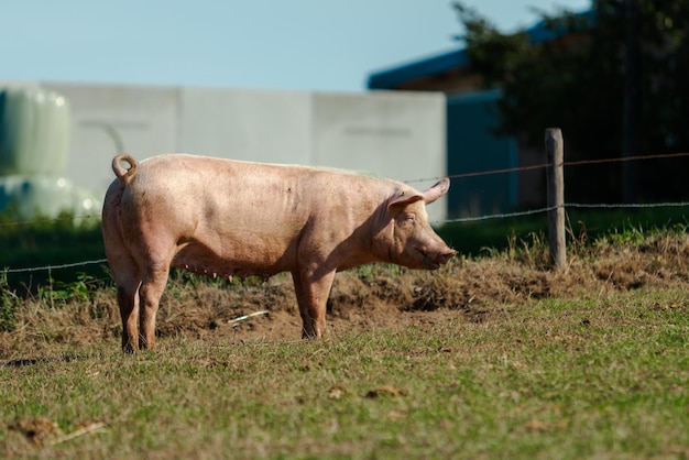 Pigs in field Healthy pig on meadow