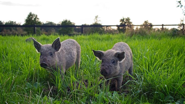 Pigs in a field