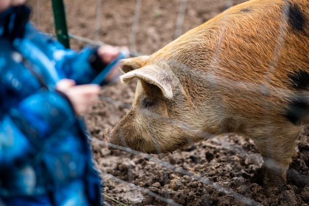 Pigs on the ground in a paddock Raising pigs