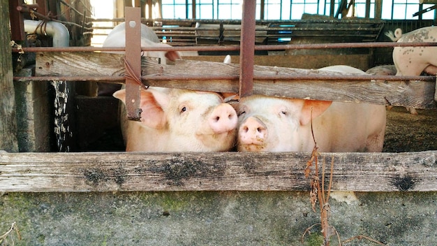 Photo pigs in pen