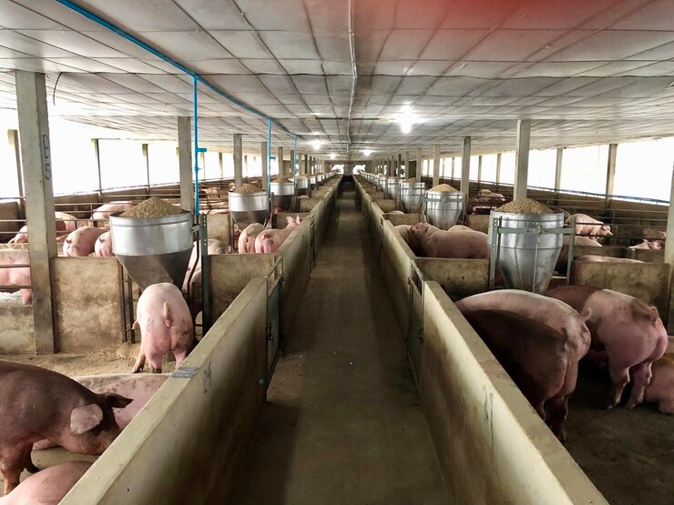 Pigs in a row in close system pig farm in colorful thailand