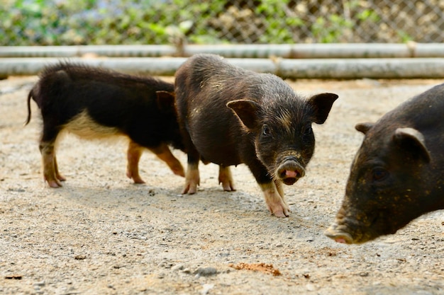 Photo pigs standing on a road