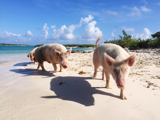 Foto i maiali camminano sulla spiaggia durante una giornata di sole