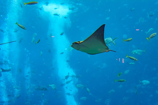 Pijlstaartrog die onder water zwemt. Pijlstaartrog wordt ook wel zeekatten genoemd en komt voor in gematigde en tropische wateren. Atlantis, Sanya, eiland Hainan, China.