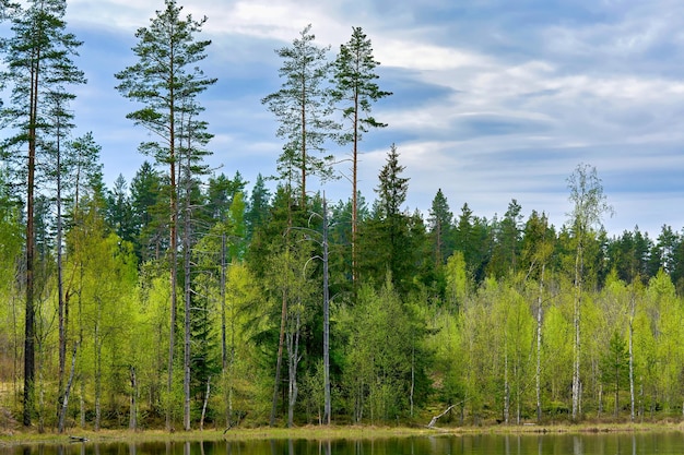 Pijnbomen aan de oever van het meer tegen de achtergrond van de lucht met wolken