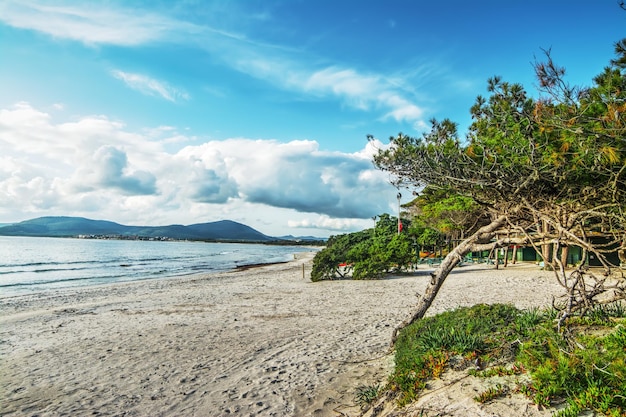 Pijnbomen aan zee in Sardinië Italië