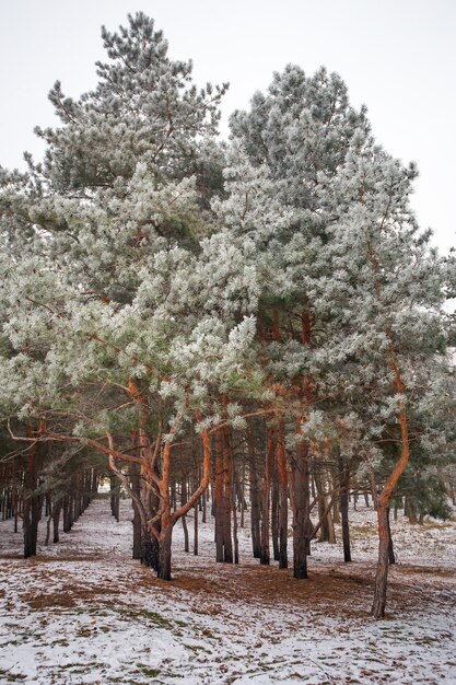 Pijnbomen bedekt met rijm. Winterlandschap.