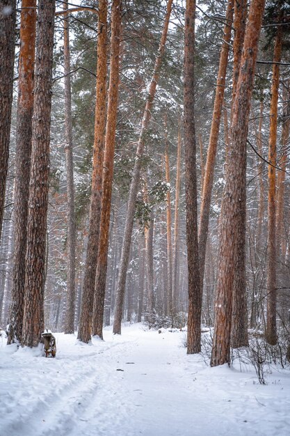 Pijnbomen bedekt met sneeuw in het bos Prachtig winterpanorama