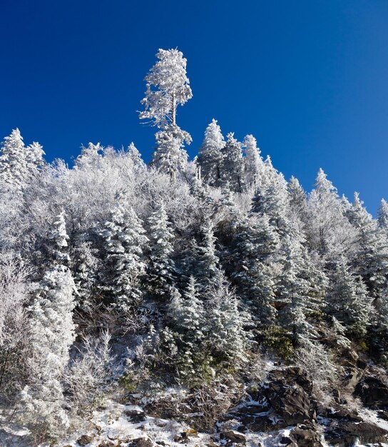 Pijnbomen bedekt met sneeuw op skyline