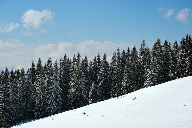 Pijnbomen bedekt met vers gevallen sneeuw in de winter bergbos op koude heldere dag.