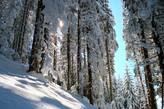 Pijnbomen bedekt met vers gevallen sneeuw in het winterbergbos op koude heldere dag.