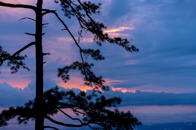 Pijnbomen bij zonsondergang