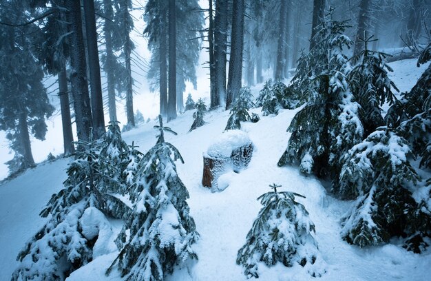 Pijnbomen en bontbomen bedekt met sneeuw in de winter woud met grond