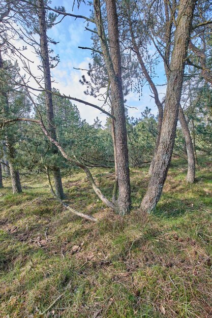 Pijnbomen groeien in een bos met droog gras tegen een blauwe lucht Landschap van hoge en dunne boomstammen met kale takken in de natuur in de herfst Ongecultiveerde en wilde struiken die in het bos groeien