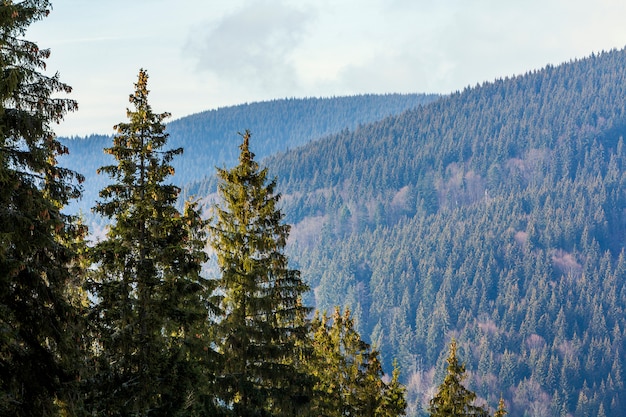 Pijnbomen in bergbos