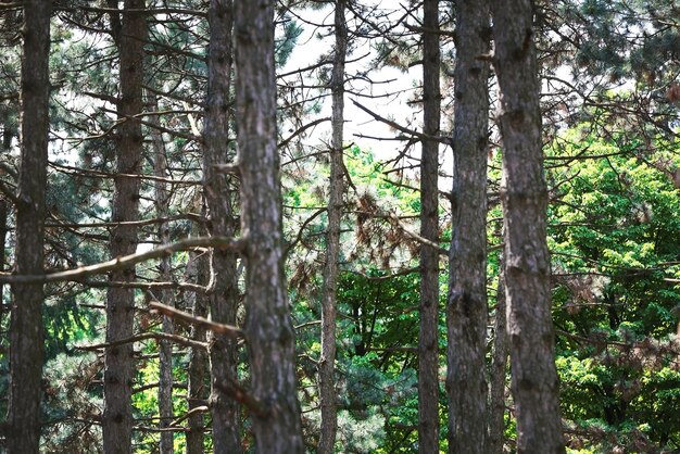 Pijnbomen in de botanische tuin