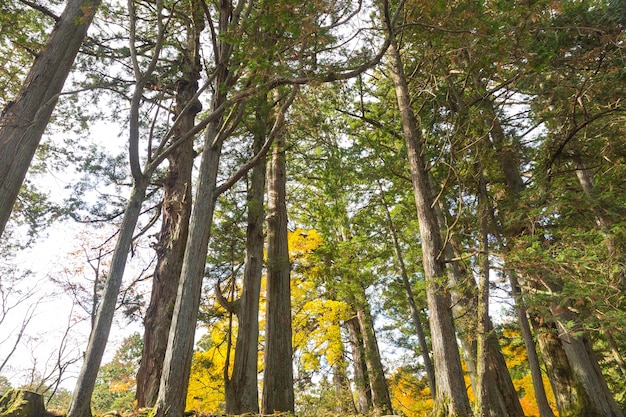 Pijnbomen in de herfst veranderen van kleur.