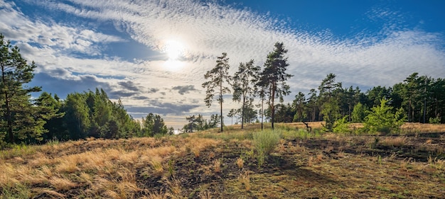 Pijnbomen in een bosopen plek te midden van bizarre wolken in de achtergrondverlichting nabij de kust van de Kiev Sea