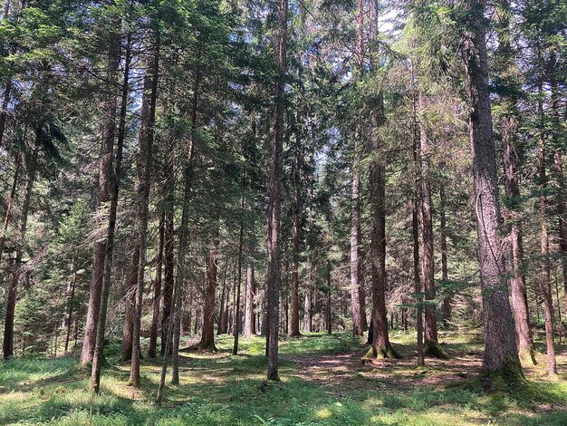 Pijnbomen in een naaldbos in de zomer