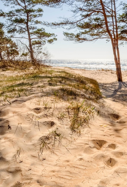 Foto pijnbomen in een park aan het zandstrand van de oostzee in palanga, litouwen