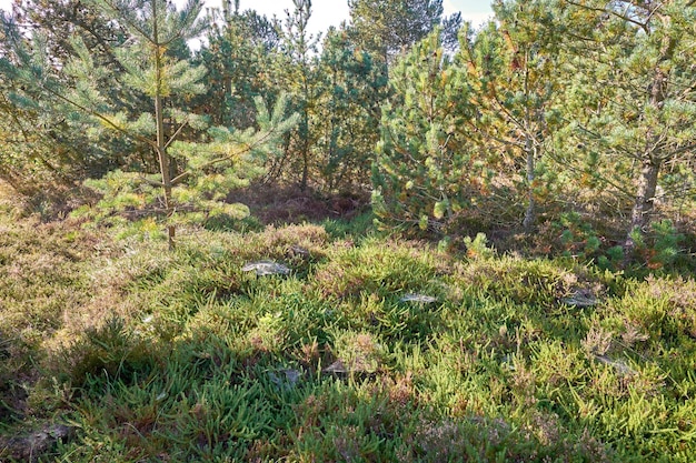 Pijnbomen in een wild bos in de zomer Landschap van groene vegetatie met struiken en struiken die groeien in de natuur of in een afgelegen onontgonnen omgeving op een mooie zonnige dag