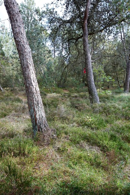 Pijnbomen in een wild bos in de zomer Landschap van groene vegetatie met struiken en struiken die groeien in de natuur of in een afgelegen onontgonnen omgeving op een mooie zonnige dag