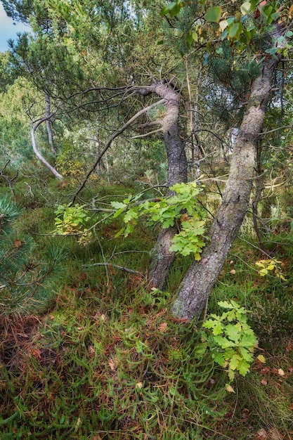 Pijnbomen in een wild bos Natuurlandschap van veel plantenstruik en boomtakken met oude boomstammen die in het bos groeien Ongecultiveerd land met weelderig gebladerte in een milieuvriendelijke omgeving