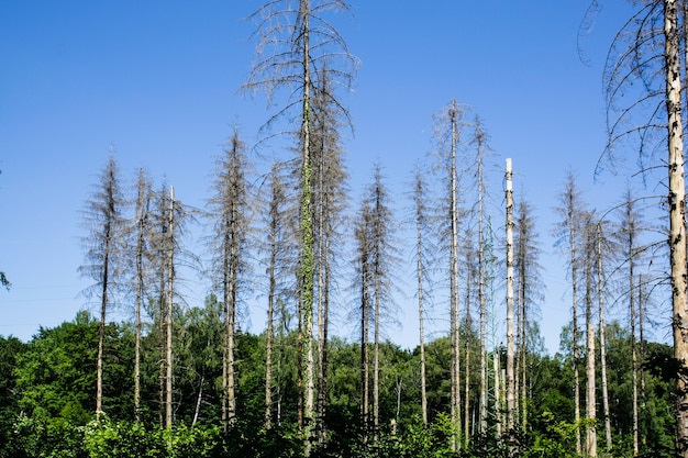 pijnbomen in het bos tegen de blauwe hemel