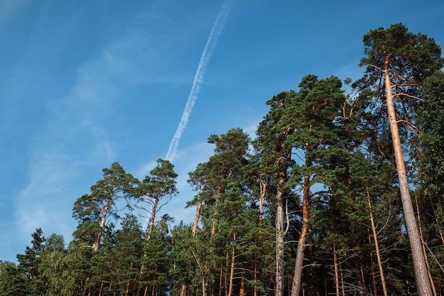 Pijnbomen in het bos