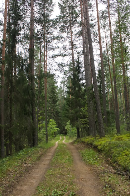 Pijnbomen in het zomerbos.