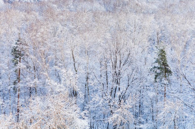 Pijnbomen in sneeuwbos in de winter