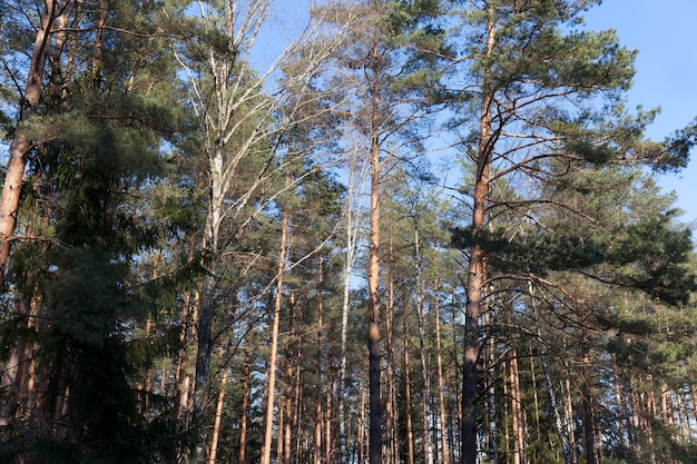 pijnbomen landschap