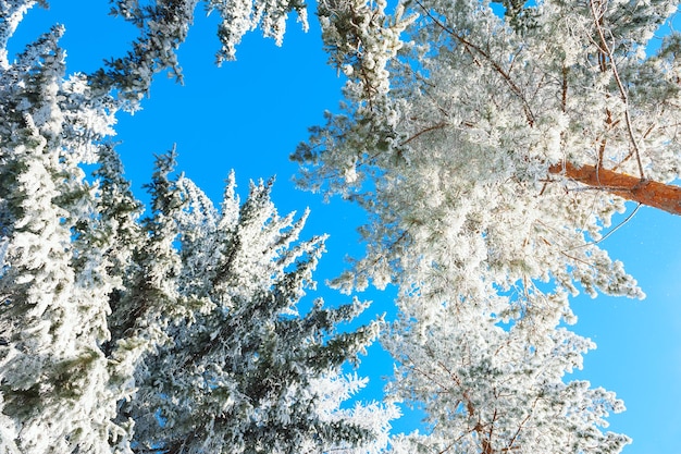 Pijnbomen met rijm tegen de blauwe lucht. Prachtig winterlandschap