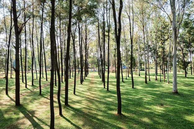 Pijnbomen met zonlicht schijnen op zonnige dag in beplant bos in het beschermde natuurgebied van het nationaal park