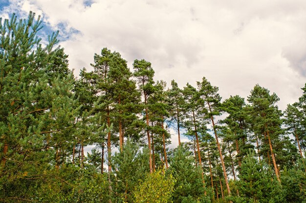 Pijnbomen op bewolkte hemelachtergrond. Bos of hout op idyllisch zomerlandschap. Natuur met een goed ecologie- en milieuconcept. Zomervakantie en reislust.