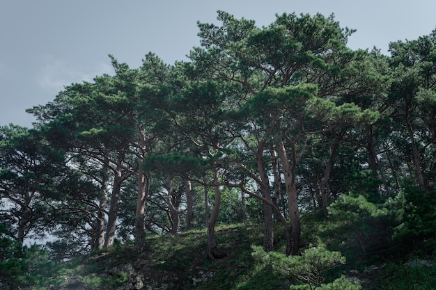 Pijnbomen op het eiland