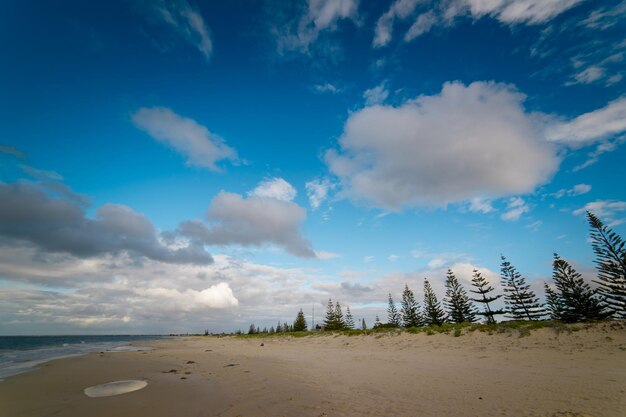 Pijnbomen op het witte zandstrand van Busselton op een blauwe lucht en een witte wolk zomerochtend bieden schaduw aan picknickers in deze iconische kuststad in Zuidwest-Australië