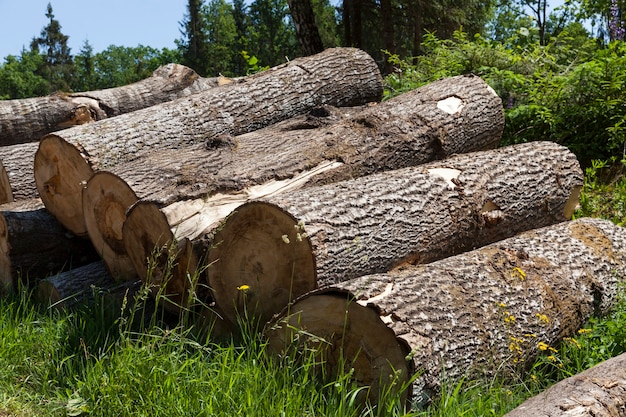 Pijnbomen tijdens de voorbereiding van hout voor houtbewerking, het oogsten van dennenboomstammen in het bos