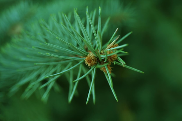 Pijnboom achtergrond