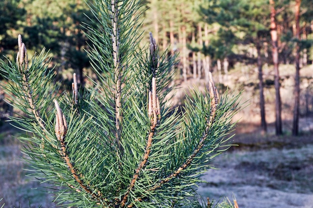 Pijnboom begin mei