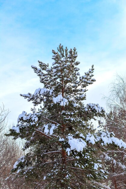 Pijnboom in de sneeuw na een sneeuwstorm