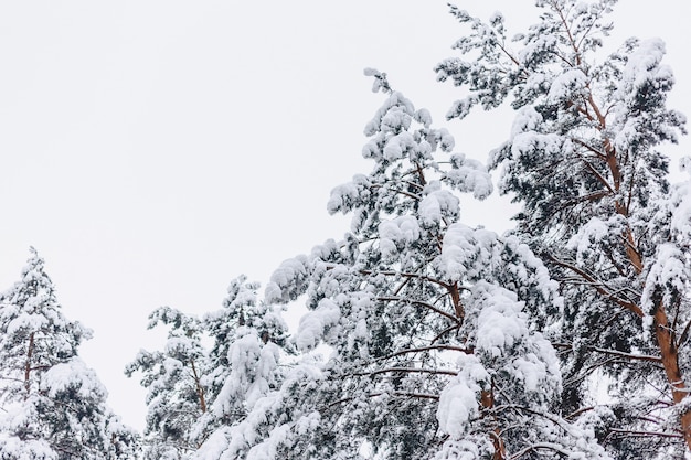 Pijnboom in de sneeuwbedekking