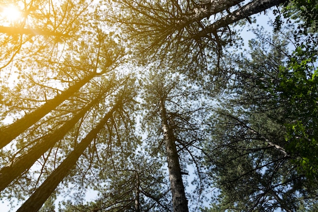 Pijnboom in de zon van onderaf krim dennen