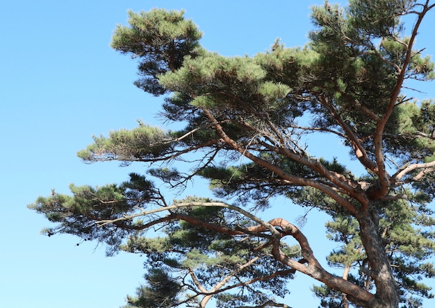 Foto pijnboom in korea